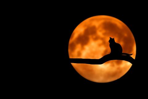 Black cat sitting on tree branch staring at the full moon