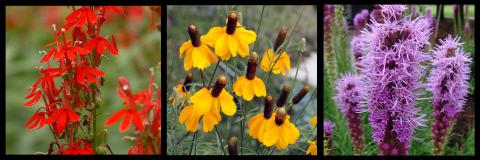 Illinois native flowers 