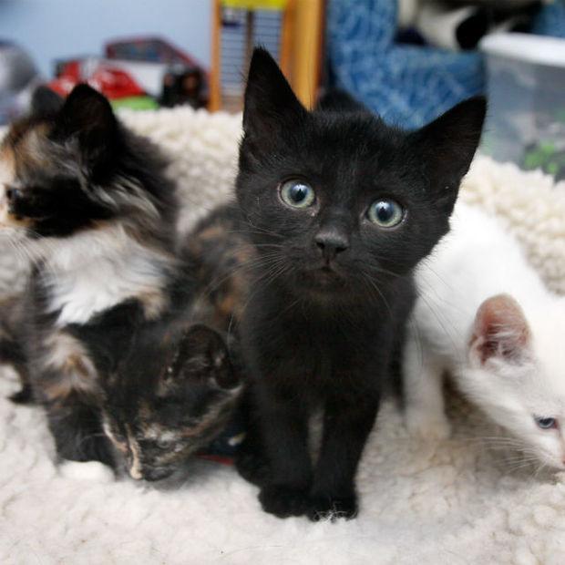 kittens on blanket