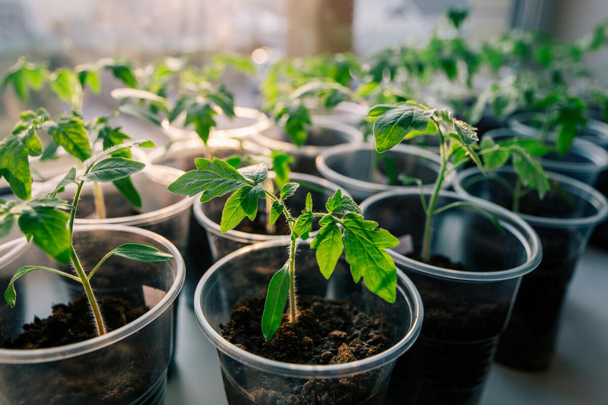 small tomato plants growing in cups 